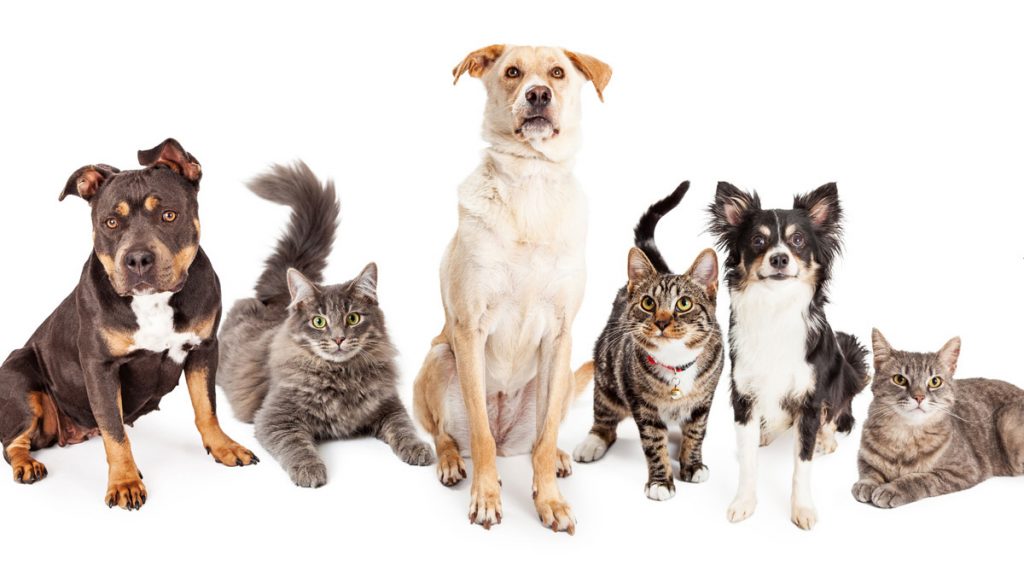 Adoptable Pets: Helping to Reduce Pet Adoption Rates